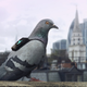 Illustration for article titled Sensor-Equipped Pigeons Are Tweeting About Londons Air Pollution